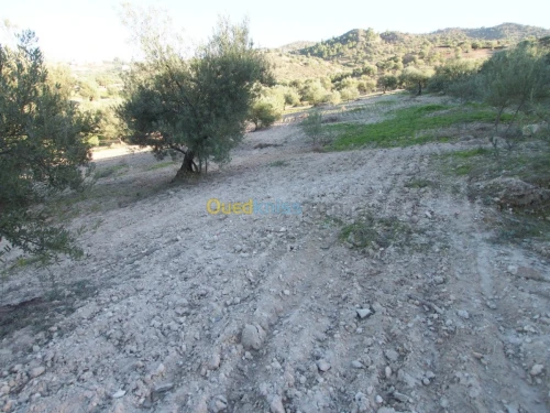 Vente Terrain Agricole Bejaia Boudjellil