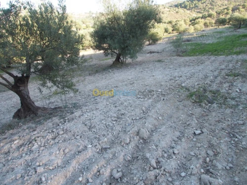 Vente Terrain Agricole Bejaia Boudjellil