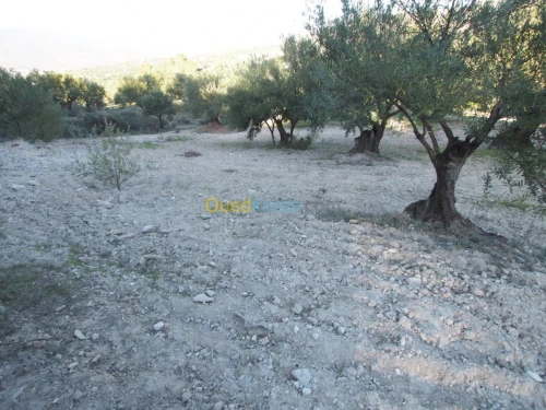 Vente Terrain Agricole Bejaia Boudjellil