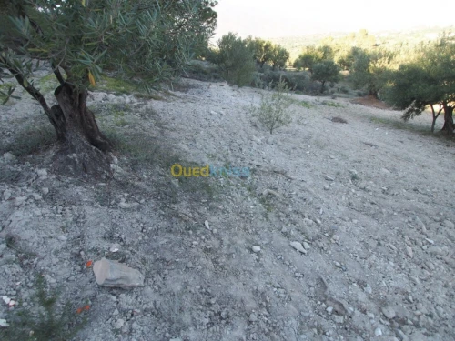 Vente Terrain Agricole Bejaia Boudjellil