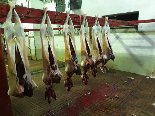 Distribution de viande rouge et VH