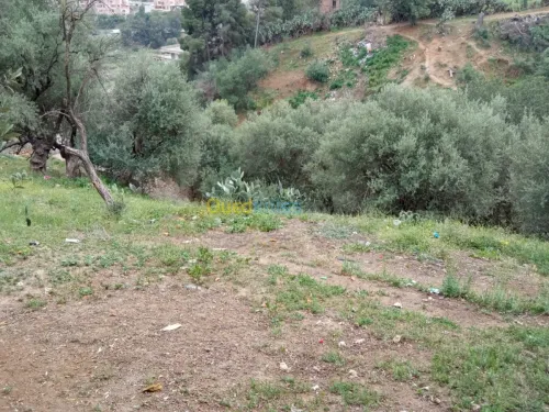 Vente Terrain Bejaia Sidi aich