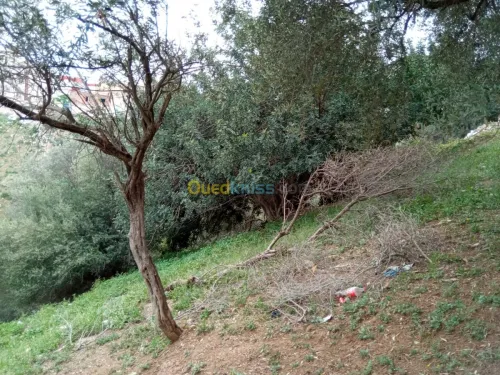 Vente Terrain Bejaia Sidi aich