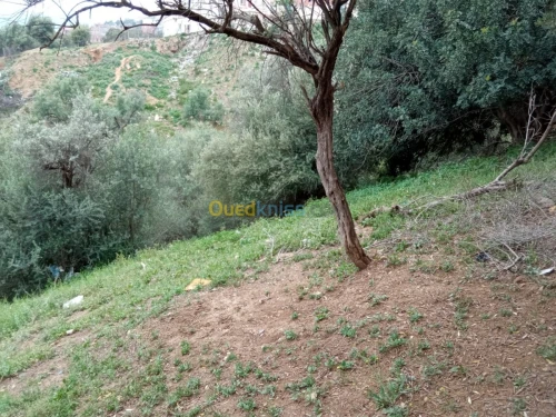 Vente Terrain Bejaia Sidi aich