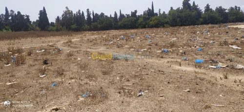 Vente Terrain Mostaganem Sayada