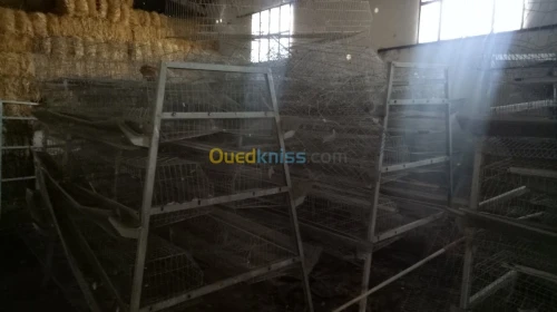 Batterie poule pondeuse 5000 poulet 