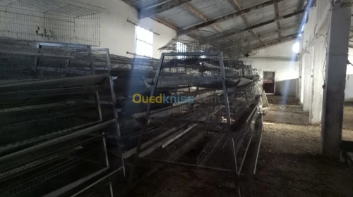 Batterie poule pondeuse 5000 poulet 