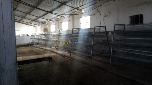 Batterie poule pondeuse 5000 poulet 