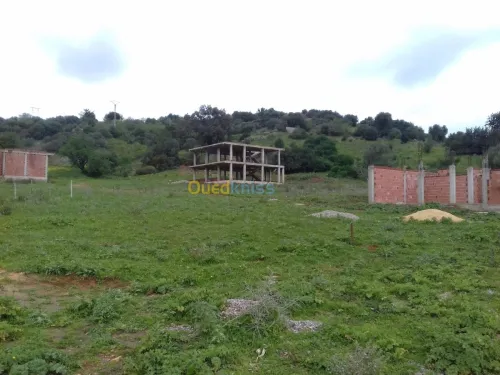 Vente Terrain Tipaza Sidi amar