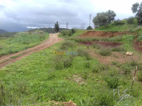 Vente Terrain Tipaza Sidi amar