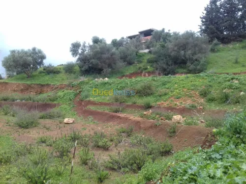 Vente Terrain Tipaza Sidi amar