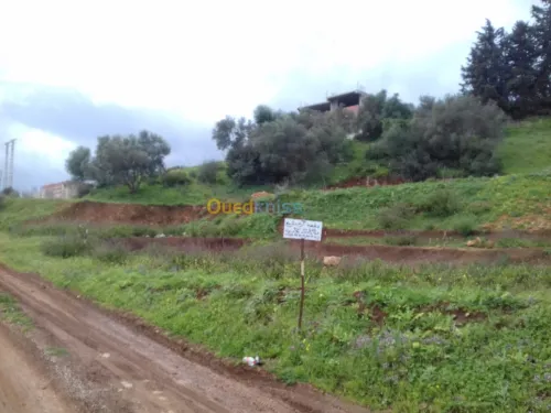 Vente Terrain Tipaza Sidi amar