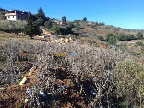 Vente Terrain Tipaza Sidi amar