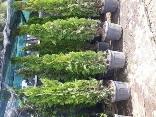 Aménagement des espaces verts