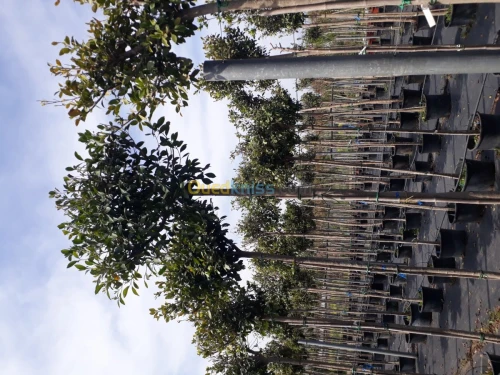 Aménagement des espaces verts