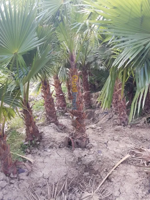 Aménagement et réalisation des jardins