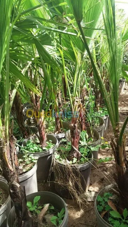 Aménagement et réalisation des jardins