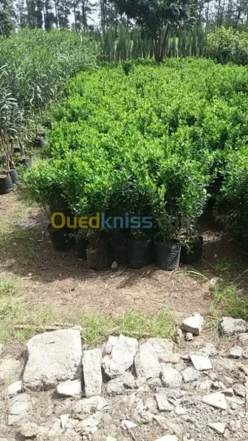 Aménagement et réalisation des jardins