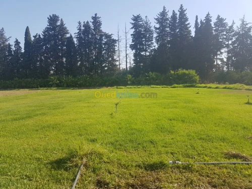 Aménagement et réalisation des jardins