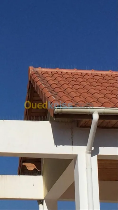 Depigeonage & lutte anti pigeons