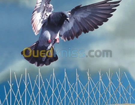 Depigeonage & lutte anti pigeons