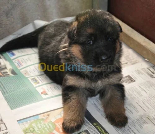 chiots  berger allemand