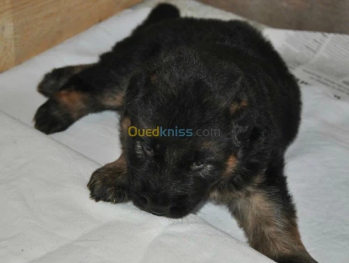 chiots  berger allemand
