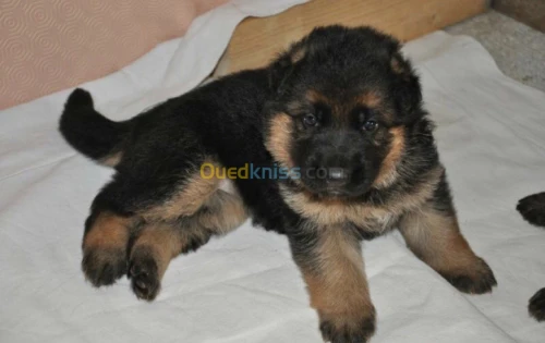 chiots  berger allemand