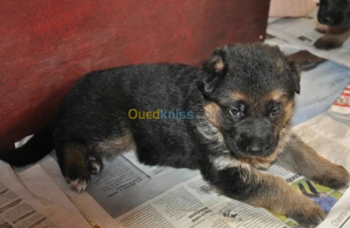 chiots  berger allemand