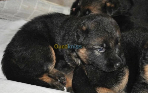 chiots  berger allemand