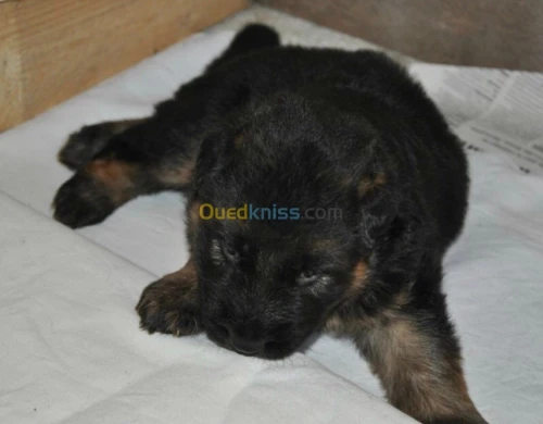 chiots  berger allemand