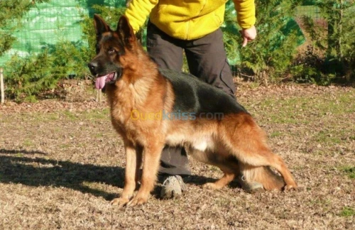 chiots  berger allemand