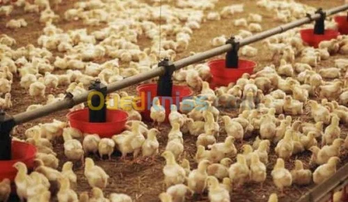Conduire un élevage poule et/ou dinde