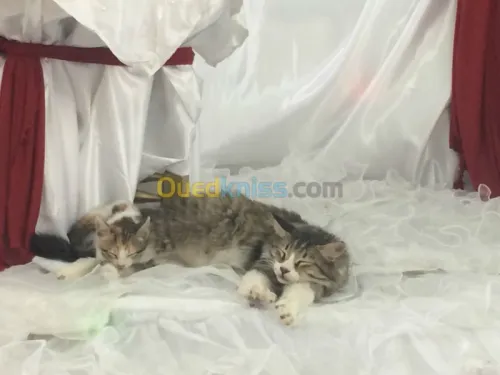 salle des fétès a constantine