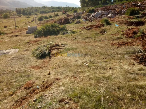 Vente Terrain Tlemcen Ain fezza