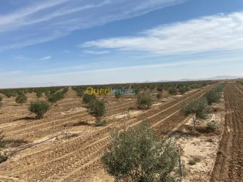 Vente Terrain Agricole Biskra El outaya