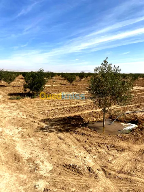 Vente Terrain Agricole Biskra El outaya