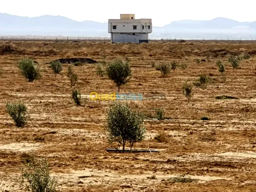 Vente Terrain Agricole Biskra El outaya