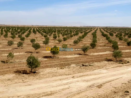 Vente Terrain Agricole Biskra El outaya