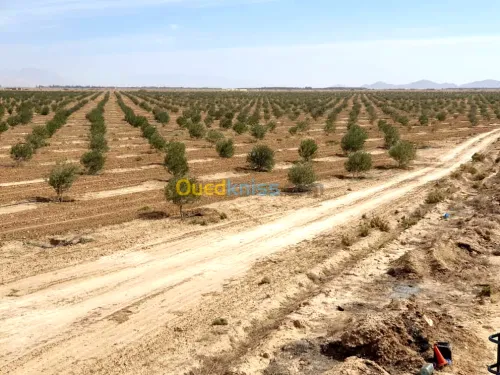 Vente Terrain Agricole Biskra El outaya