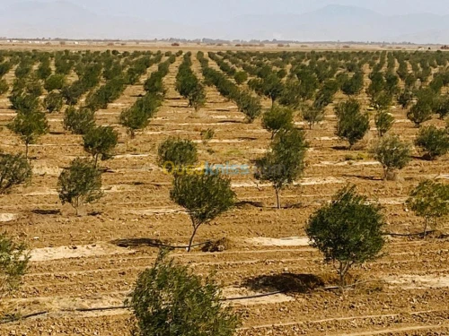 Vente Terrain Agricole Biskra El outaya