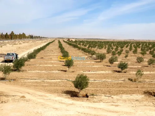 Vente Terrain Agricole Biskra El outaya
