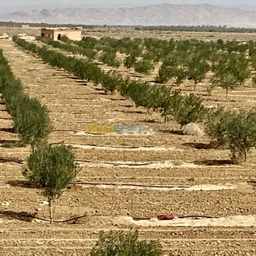 Vente Terrain Agricole Biskra El outaya