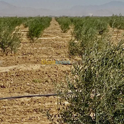 Vente Terrain Agricole Biskra El outaya