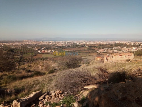 Vente Terrain Tlemcen Mansourah
