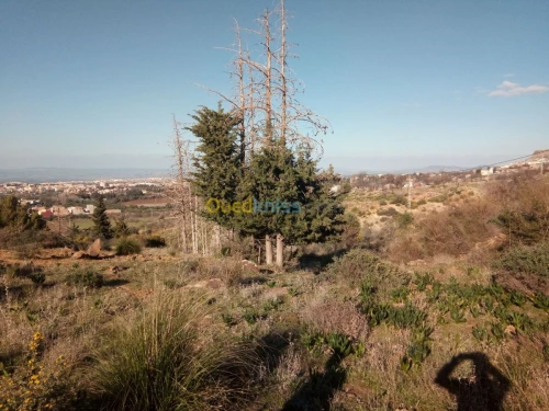 Vente Terrain Tlemcen Mansourah