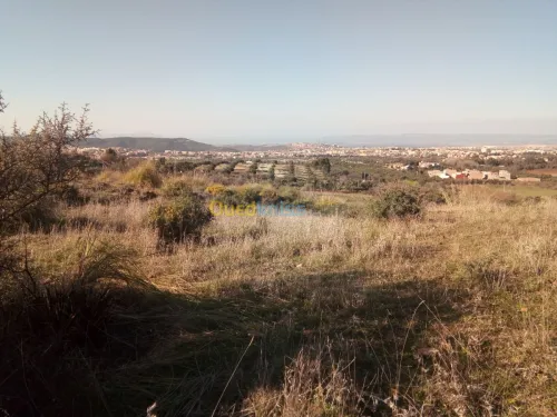 Vente Terrain Tlemcen Mansourah