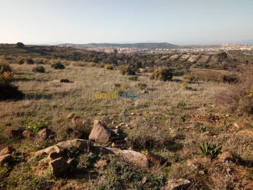 Vente Terrain Tlemcen Mansourah