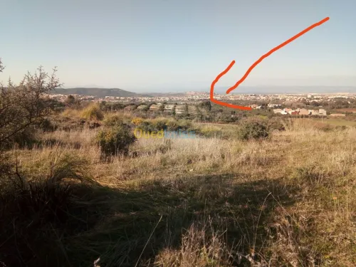 Vente Terrain Tlemcen Mansourah