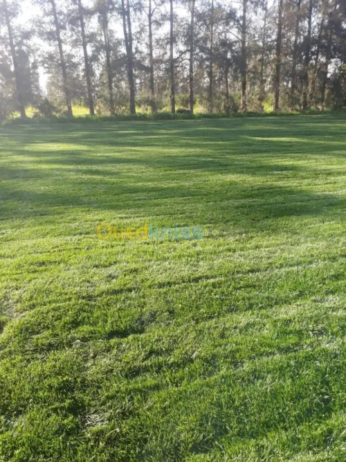 تهيئة المساحات  الخظراء
